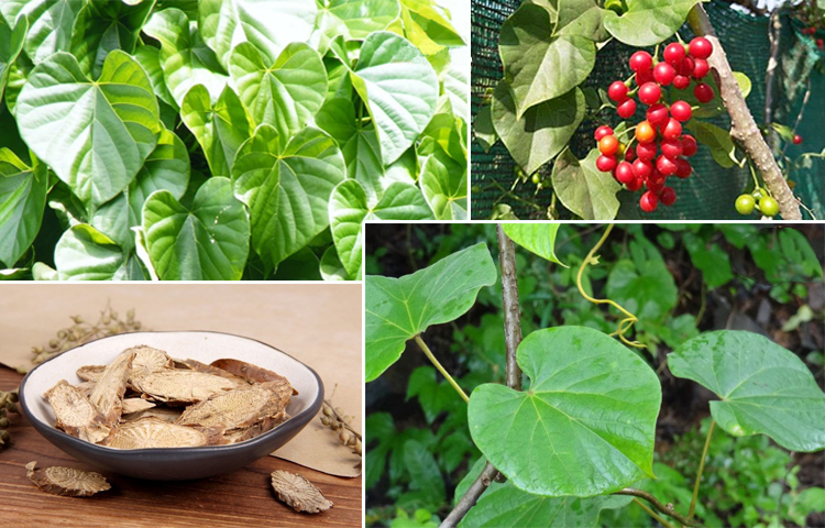 Dây Đau Xương (inospora sinensis (Lour.) Merr.)